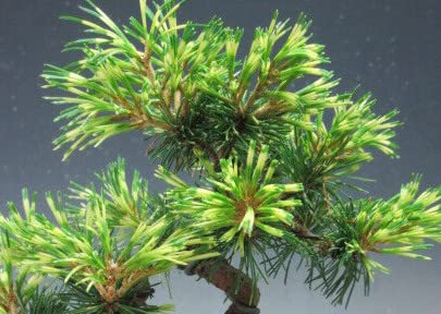 Amazon.co.jp: 盆栽 斑入り五葉松（花火）【現品】（2268） : DIY